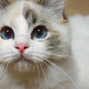 아름다운동물병원 이미지