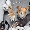 망원견 애견유치원&애견호텔 이미지