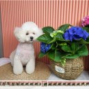 릴리줄리살롱 | 강남애견미용 강추 !! 릴리줄리살롱 내돈내산 후기