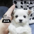 몽글몽글 이미지