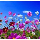 사람이 꽃보다 아름다워 이미지