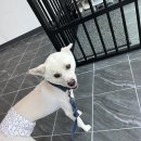 개미애견미용실 이미지