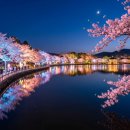 (주)호반월드 | 경주 보문단지 벚꽃 야간 – 4월 조명 일정 &amp; 산책 코스 완전 정리