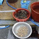 코리아나나이트클럽 이미지