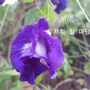 [보라카이랜선여행/보라카이백신] 보라보라보라해, 그냥 꽃이 아니야! 이미지