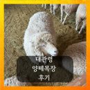 고산목장 | 강원도가볼만한곳 대관령 양떼목장 가격 및 후기