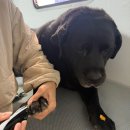 댕빨멍빨 애견미용실 | [멍즈니랜드] 울산 대형견미용&amp;목욕 전문 집앞까지 찾아가는 출장 목욕서비스