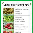 내몸에 초록