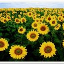 해바라기 I Girasoli / The Sunflower (1970)소피아로렌의해바라기 이미지