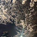 2026년 4월 1일 여의도 벚꽃 야경｜영중로 밤 벚꽃 분위기 실시간 후기