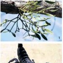 자연이야기 이미지