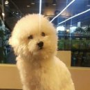 마스터그루밍클럽 이미지