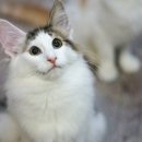 블루드라이어드 이미지