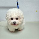 베리독하우스 애견유치원 & 애견호텔 부천점 | 베리독하우스 부천강아지미용 너무 맘에 들어요!