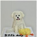정성스럽개 이미지