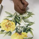 보테니컬아트(색연필그림) | 중년취미, 보테니컬아트, 식물그림그리기, 색연필그림그리기, 준비물