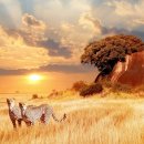 동물들의 천국, 탄자니아 '세렝게티 Serengiti 국립공원’ 이미지