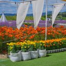 지내고탄로 이미지