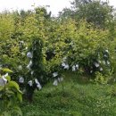 인선농장 이미지