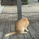 CU고성102기갑여단점 이미지