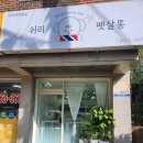 쉬리펫살롱 이미지