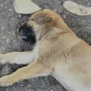 우리집앞동물병원 이미지