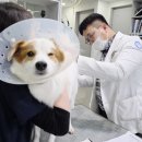 성신병원 화장실 | 부산강아지심장병원, 폐가 아닌 ‘복수’로 나타난 심장병, 놓치기 쉬운 신호들