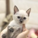 서울고양이분양 묘연 이미지