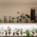 피다(Pida) 이미지