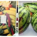 돌고래상가 이미지