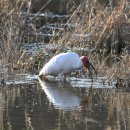 우포 따오기 구조 치료센터 이미지