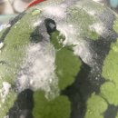 수박씨 | 씨없는 수박 후기, 15cm 수박바 자르는 법 알려드려요~