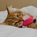 김포씨엘동물의료센터 이미지