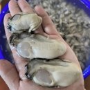 대길수산 | 생글생굴 통영 생굴 추천 솔직 후기 대길수산 통영생굴 1KG 2KG 3KG 할매생굴 횟감용 굴집 가격