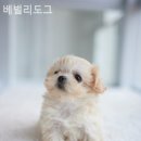 베벌리 도그 이미지