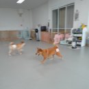 온리 펫살롱 이미지