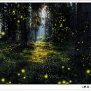 반딧불이 이미지