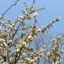 서초중앙로29길 28 (11) | 청계천 하동 매실거리 용답역 매화거리 개화 실시간 축제 가는 법 주차장