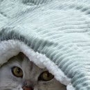 묘리깡 | 친칠라✨️ 우유의 단골샵✂️🧼🫧방문 후기 | 부산 연산동 고양이 무마취 미용 목욕 [묘리깡😽] 내돈내산💳 리뷰