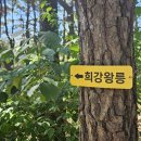 26왕릉투어2~희강,민애,경덕,삼릉,경애,지마,일성,헌덕,탈해왕릉 이미지