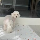 디어마이모모 네이버블로그