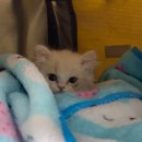 수컷웅샵 | 육묘일기 1) 나도 있어 고앵이‼️