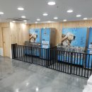 도그워시 이미지