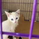 On Writing Like a Cat 이미지