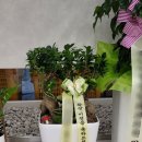 🌱 치과 확장이전 인삼팬더 화분 배송 후기 – 공간에 생기와 번창의 의미를 담아