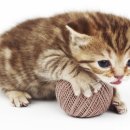 더사랑 동물병원 이미지