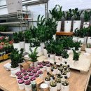 꽃다지 | [경기/하남] 하남 화훼 단지 개업식 화분 구매 방문 후기 (꽃다지 농원)