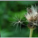 바람이 불어오는 곳 이미지