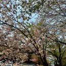 여왕길 | 경주 숲머리길 선덕여왕길 겹벚꽃 개화상황