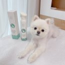 씻고놀개 | 강아지샴푸추천 가려움과 개비린내 고민에 페피릴리프 휘핑샴푸 사용후기